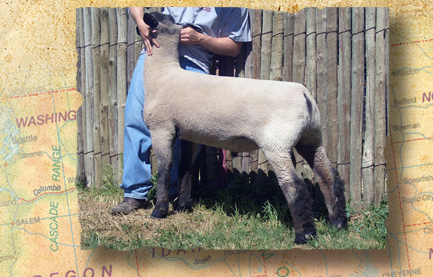 Jerry Franklin Show Lambs